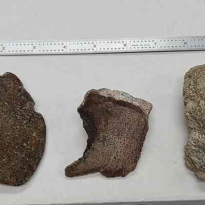 Dinosaur Bone
