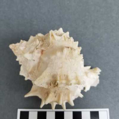 Seashell