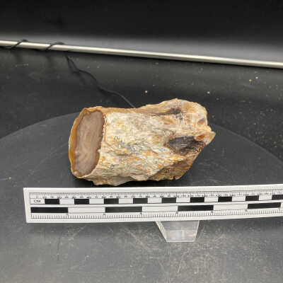 Sequoia Root