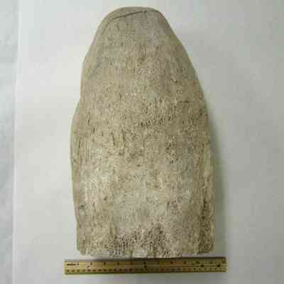 Palm