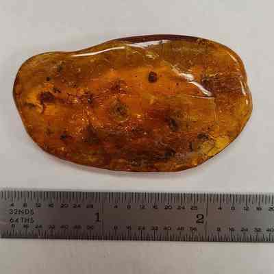 Amber with Insects