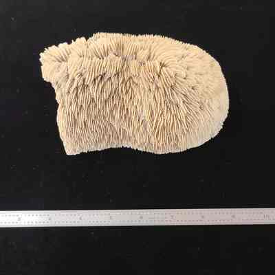 Slipper Coral