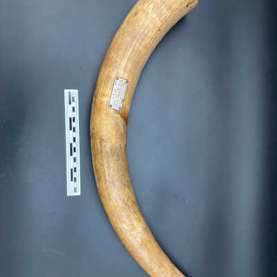 Elephant Ivory