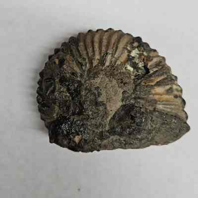 Hoplites dentatus robustus (Ammonite)