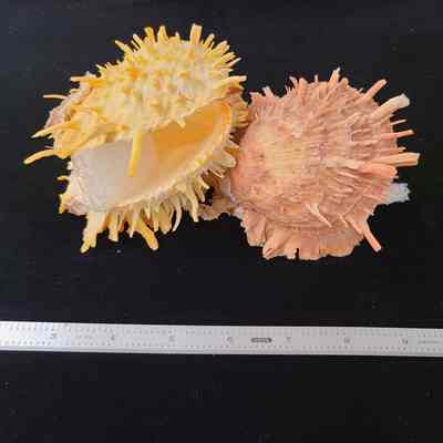 Spiny Oysters