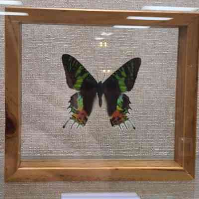 Sunset Moth