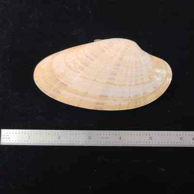 Clam