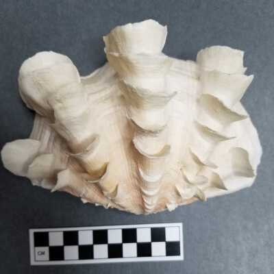 Seashell