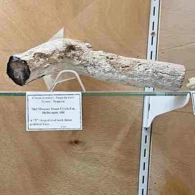 Sequoia Root