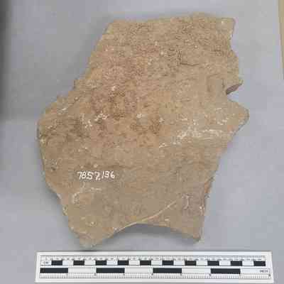 Sea Star Plate