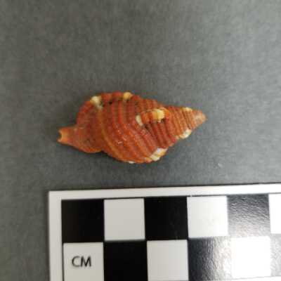 Seashell