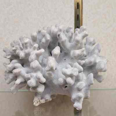 Blue Ridge Coral