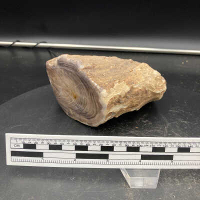 Petrified Wood