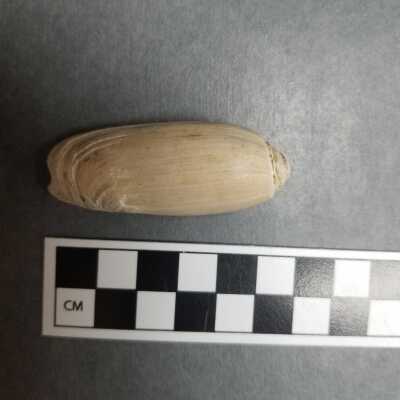 Seashell