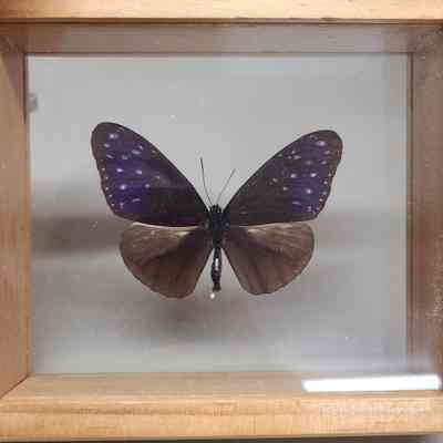 Striped Blue Crow Butterfly