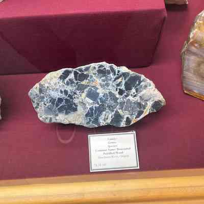 Petrified Wood