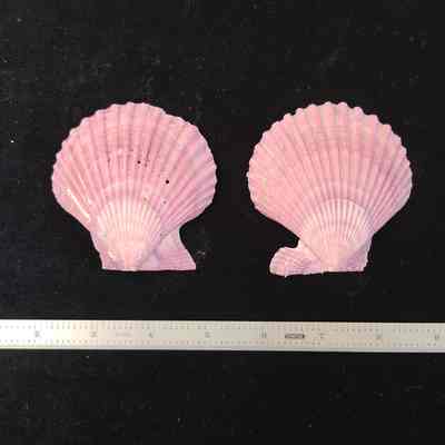 Scallop