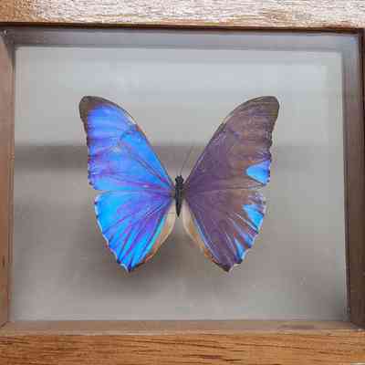 Blue Morpho Butterfly