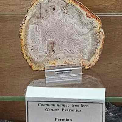 Tree Fern
