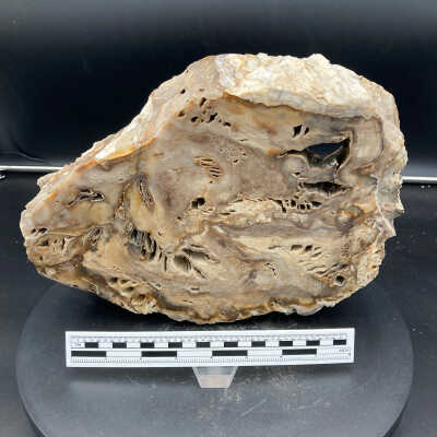 Petrified Wood