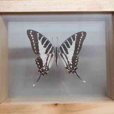 Spot Swordtail Butterfly