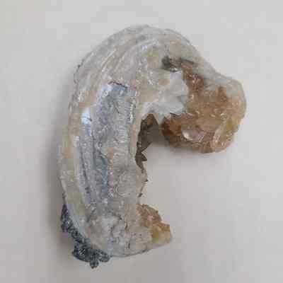 Mussel