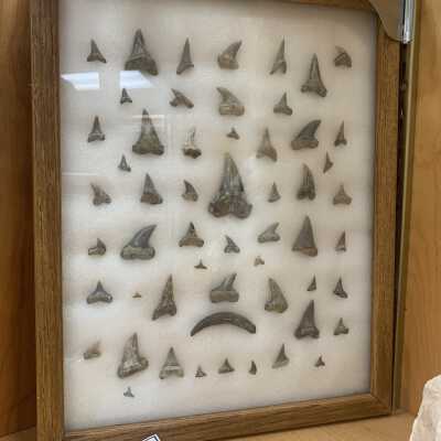 Shark Teeth
