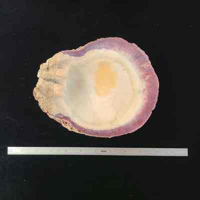 Spiny Oyster