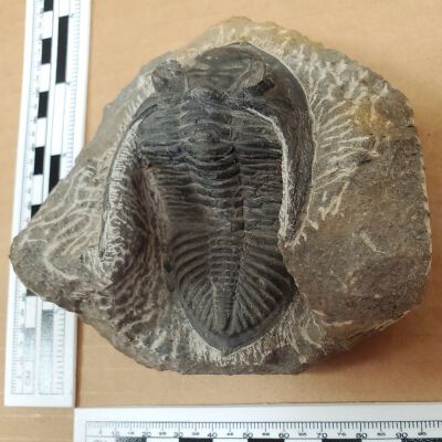 Hollardops Trilobite