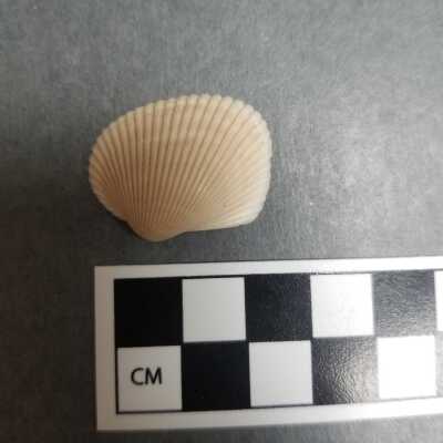 Seashell