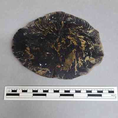 Cycad