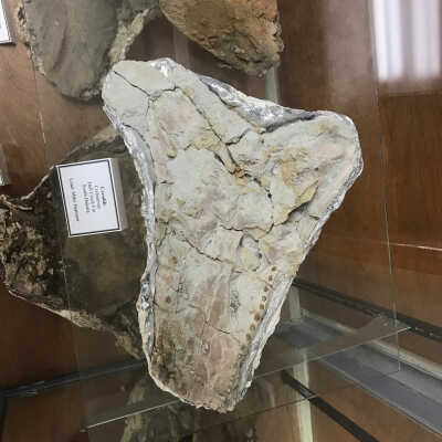 Crocodile