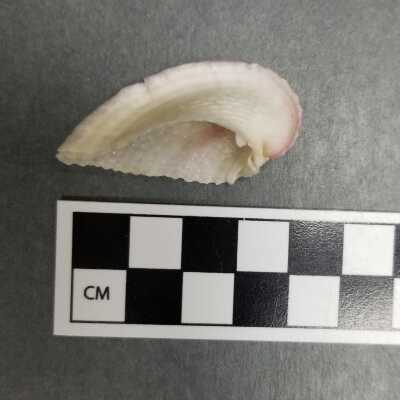 Seashell