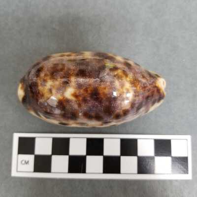 Seashell