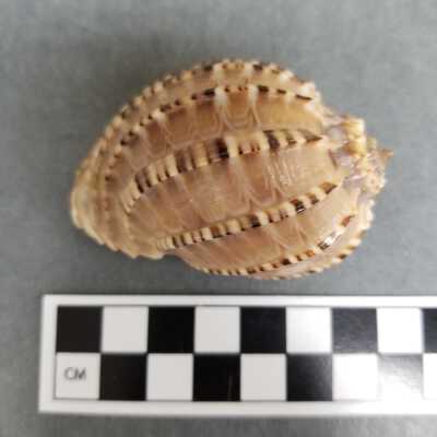 Seashell