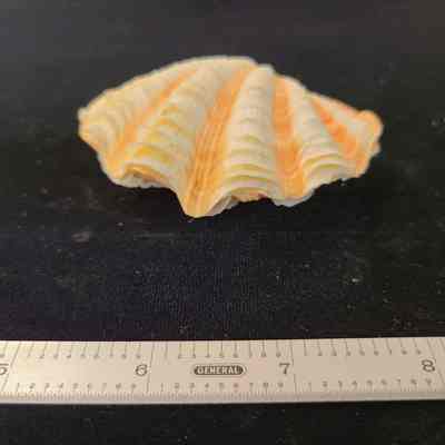 Fluted Giant Clam