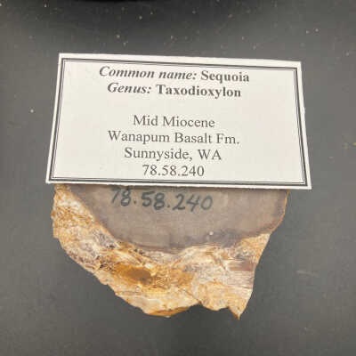 Back of object