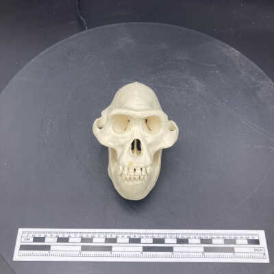 Australopithecus afarensis skull (cast)