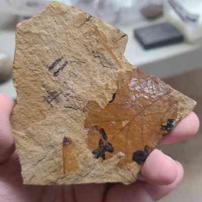 Leaf Fossil
