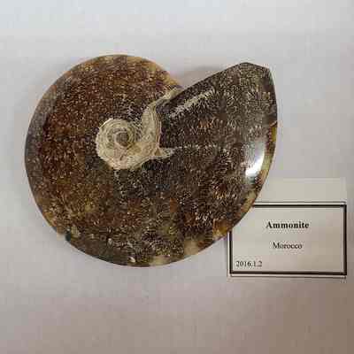 Ammonite