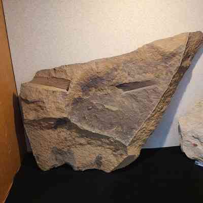 Palm Leaf Fossil