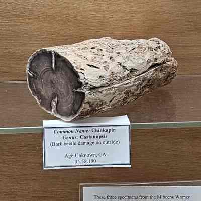 Chinkapin with Bark Beetle Damage