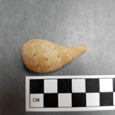 Seashell