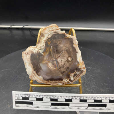 Petrified Wood