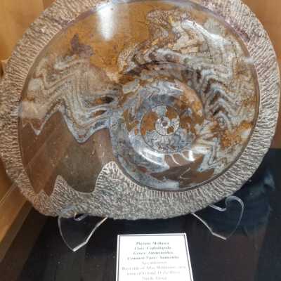 Fossil Ammonite, Agatized