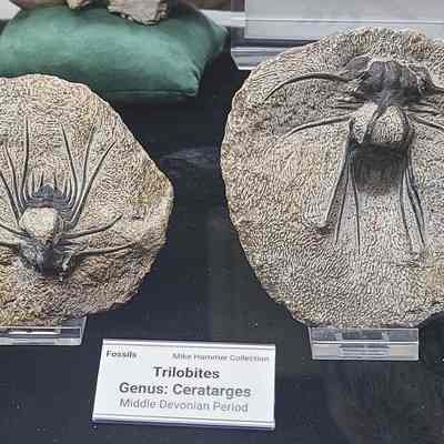 Trilobite
