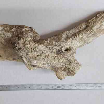 Limb cast