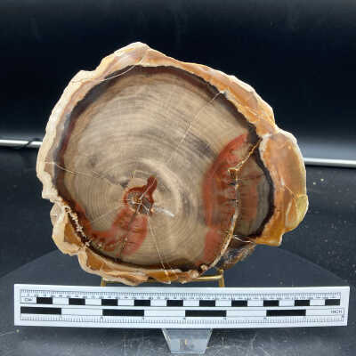 Sweet Gum