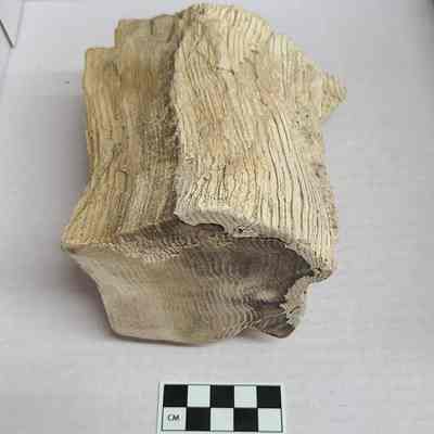 Petrified Wood