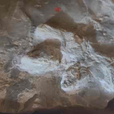 Raptor Footprint